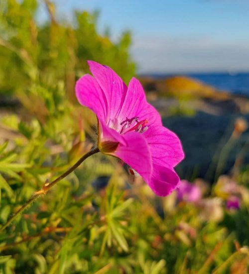 2017 06 22 blomst i kveldssol Cr